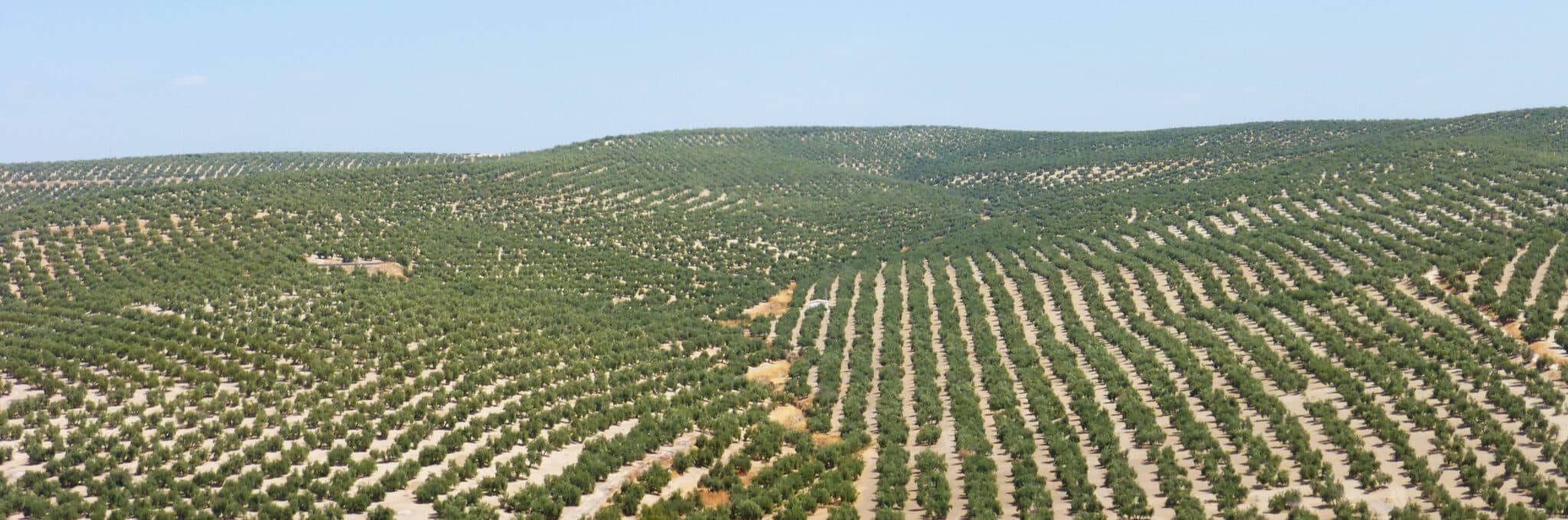 SCA San Benito de Castellar, cooperativa de AOVE